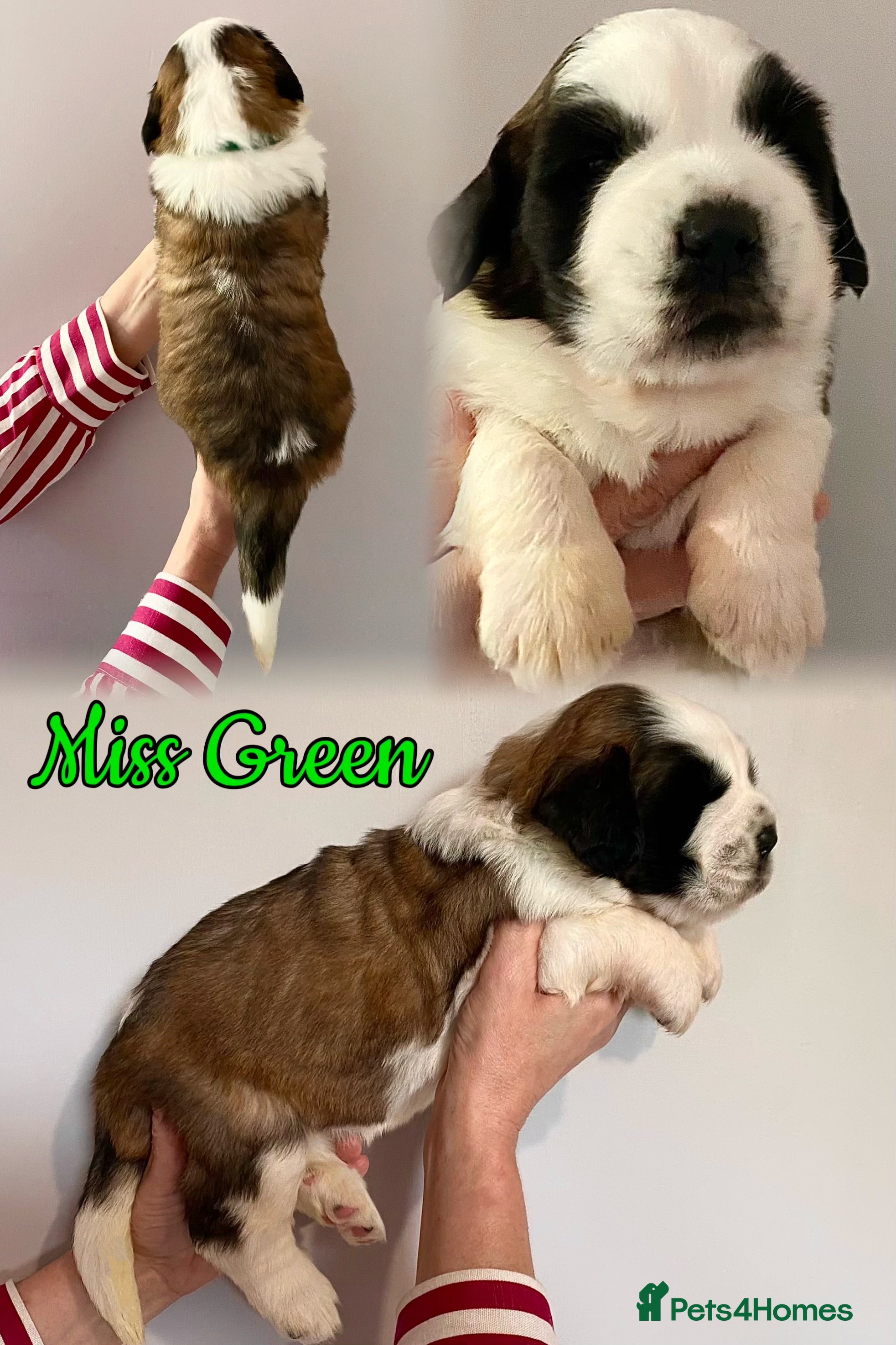 Saint Bernard dogs Outstanding KC Registered Saint Bernard Puppies - Advert 2
