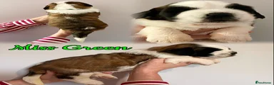 Saint Bernard 2