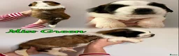 Saint Bernard dogs for sale: Outstanding KC Registered Saint Bernard Puppies - Advert 2