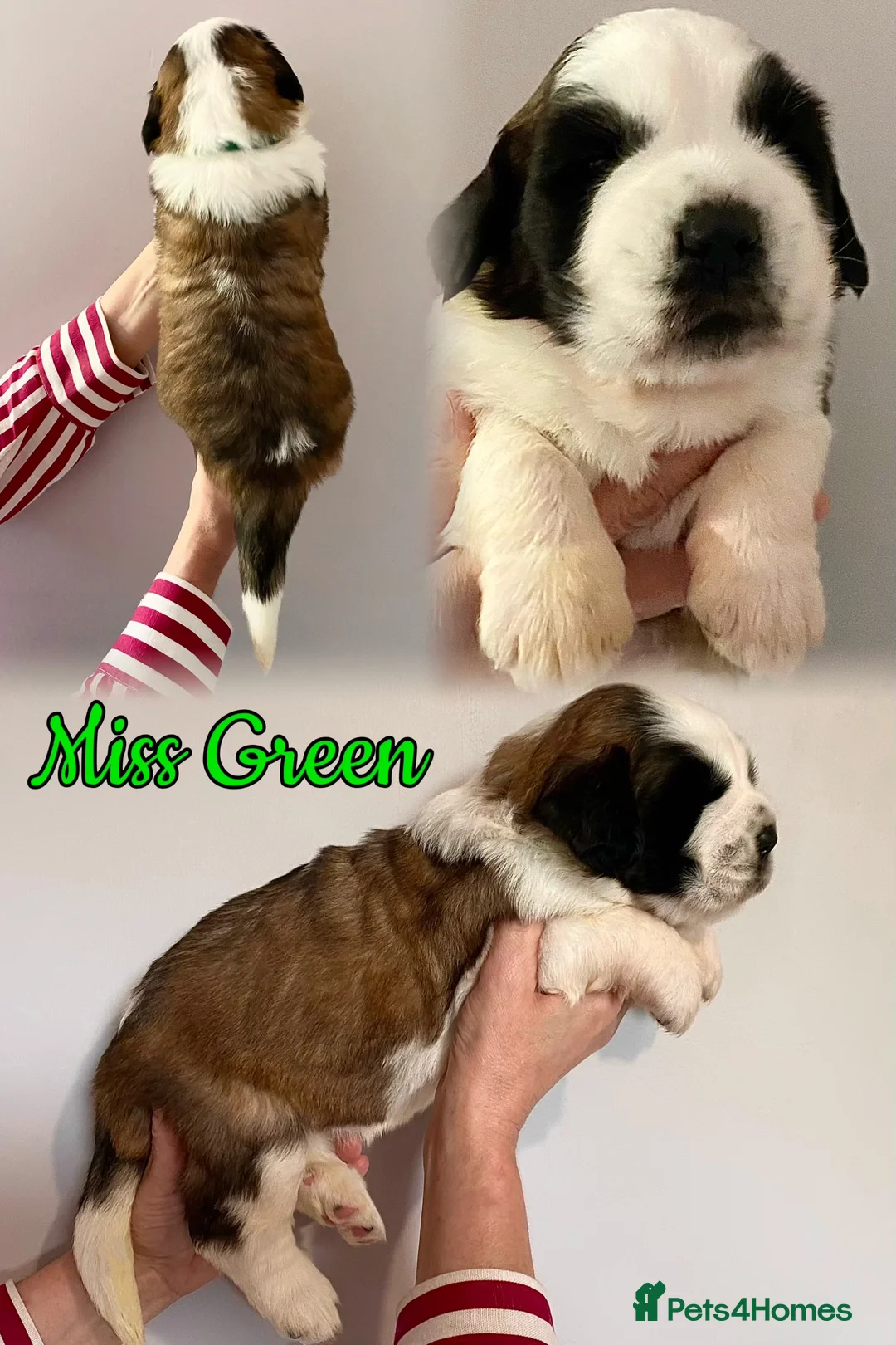 Saint Bernard dogs for sale: Outstanding KC Registered Saint Bernard Puppies - Advert 2