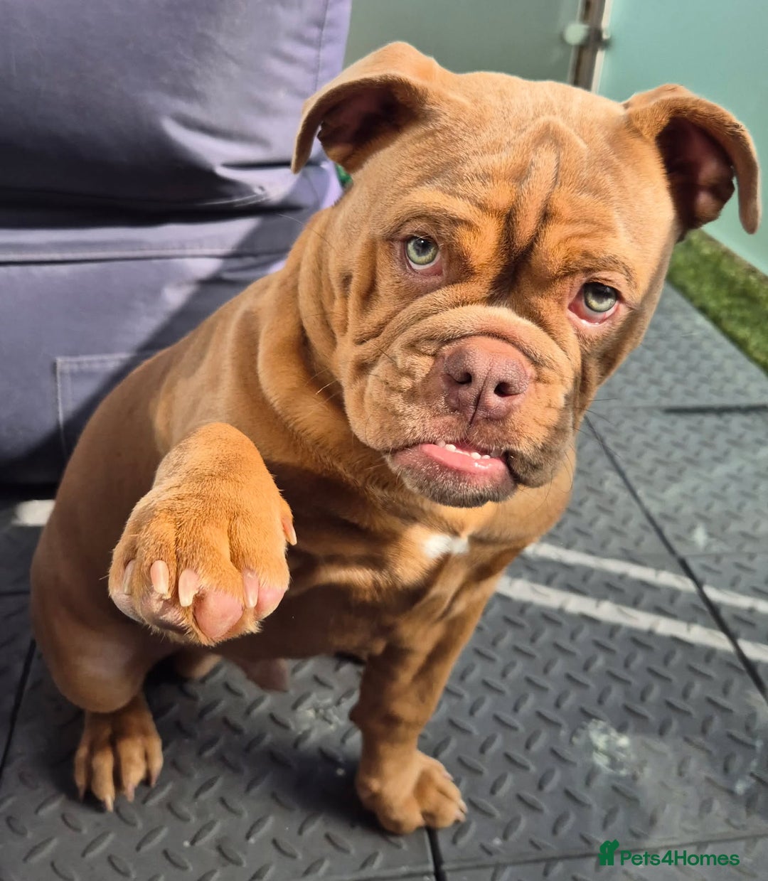 Mixed Breed dogs for sale: Old English / English bulldog mix - Image 3