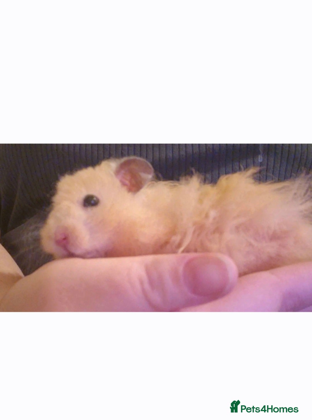 Hamster rodents Pedigree Syrian hamster WAIT LIST - Advert 8