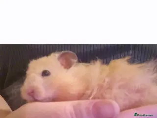 Hamster rodents Pedigree Syrian hamster WAIT LIST - Advert 4