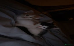 Mixed Breed cats for sale: Kittens for sale  - Image 8