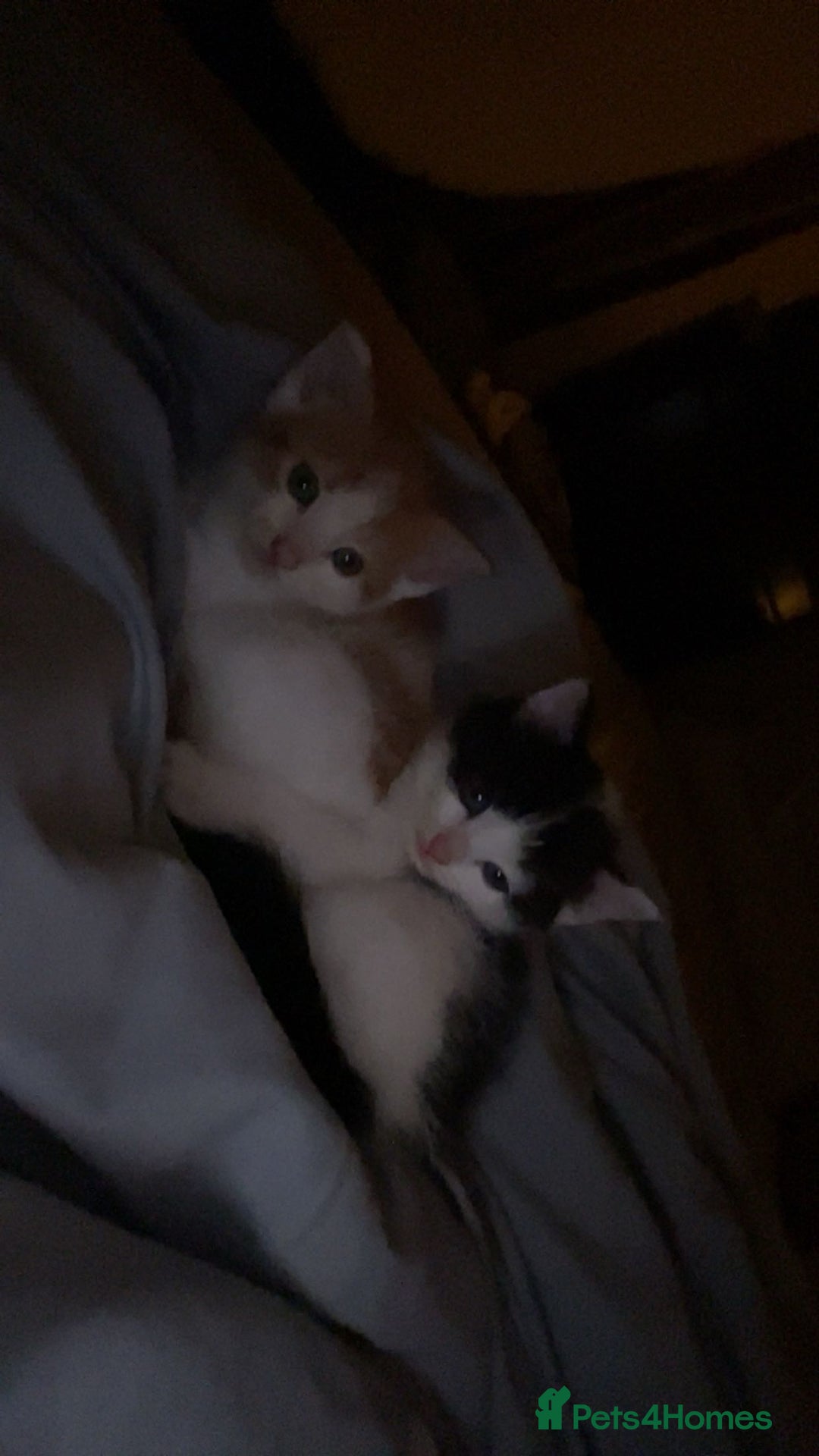Mixed Breed cats for sale: Kittens for sale  - Image 8