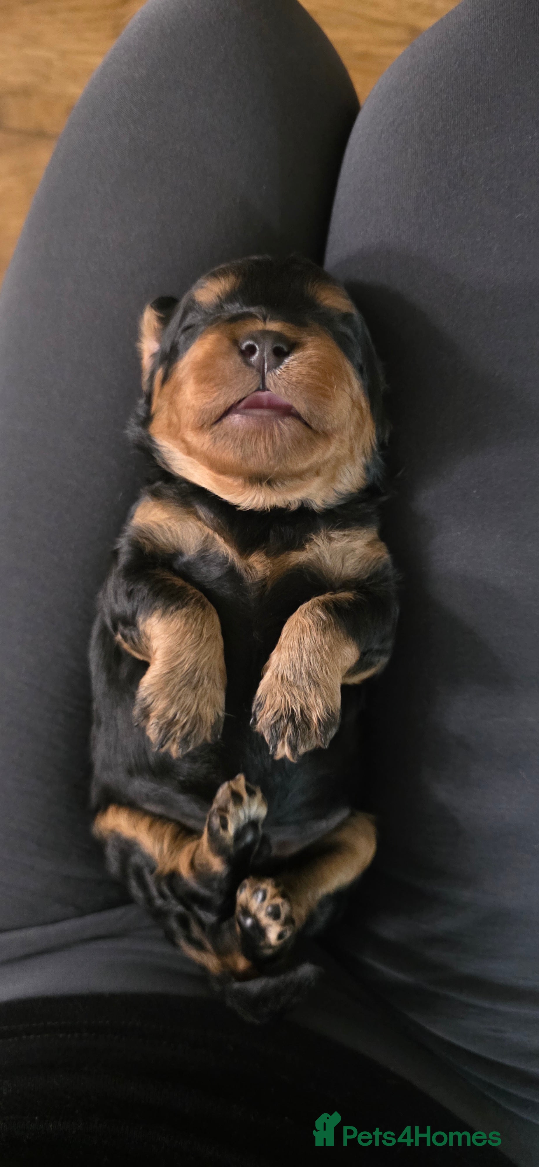 Cavapoo dogs Exquisite F1 Toy Cavapoos - Advert 14