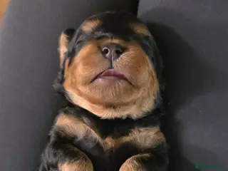 Cavapoo dogs Exquisite F1 Toy Cavapoos - Advert 14