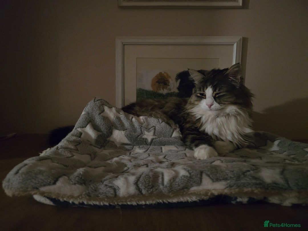 Mixed Breed cats for sale: Dumbledore - Advert 1