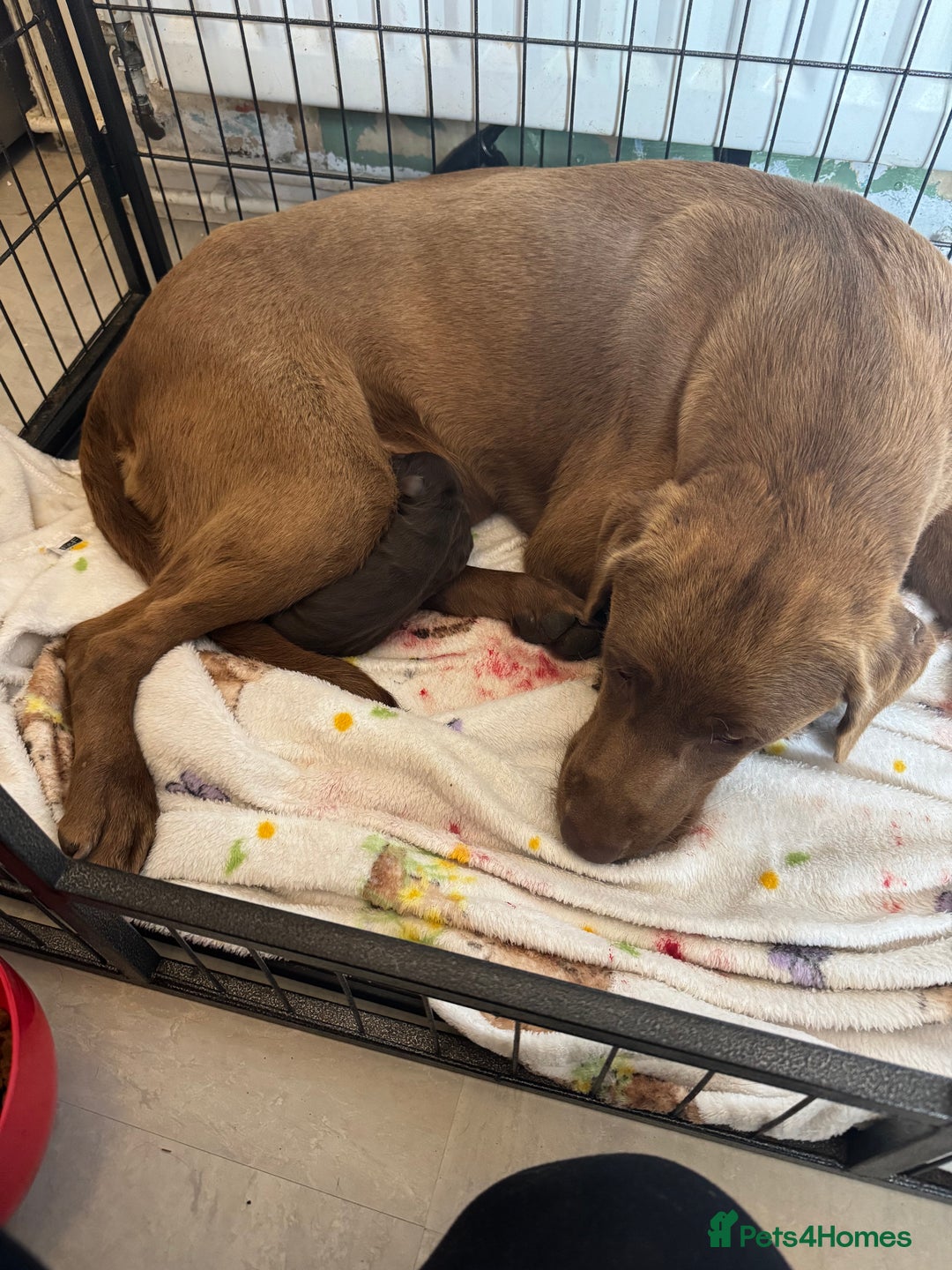 Labrador Retriever dogs for sale: Labradors Chunky chocolate x2 males  - Image 2