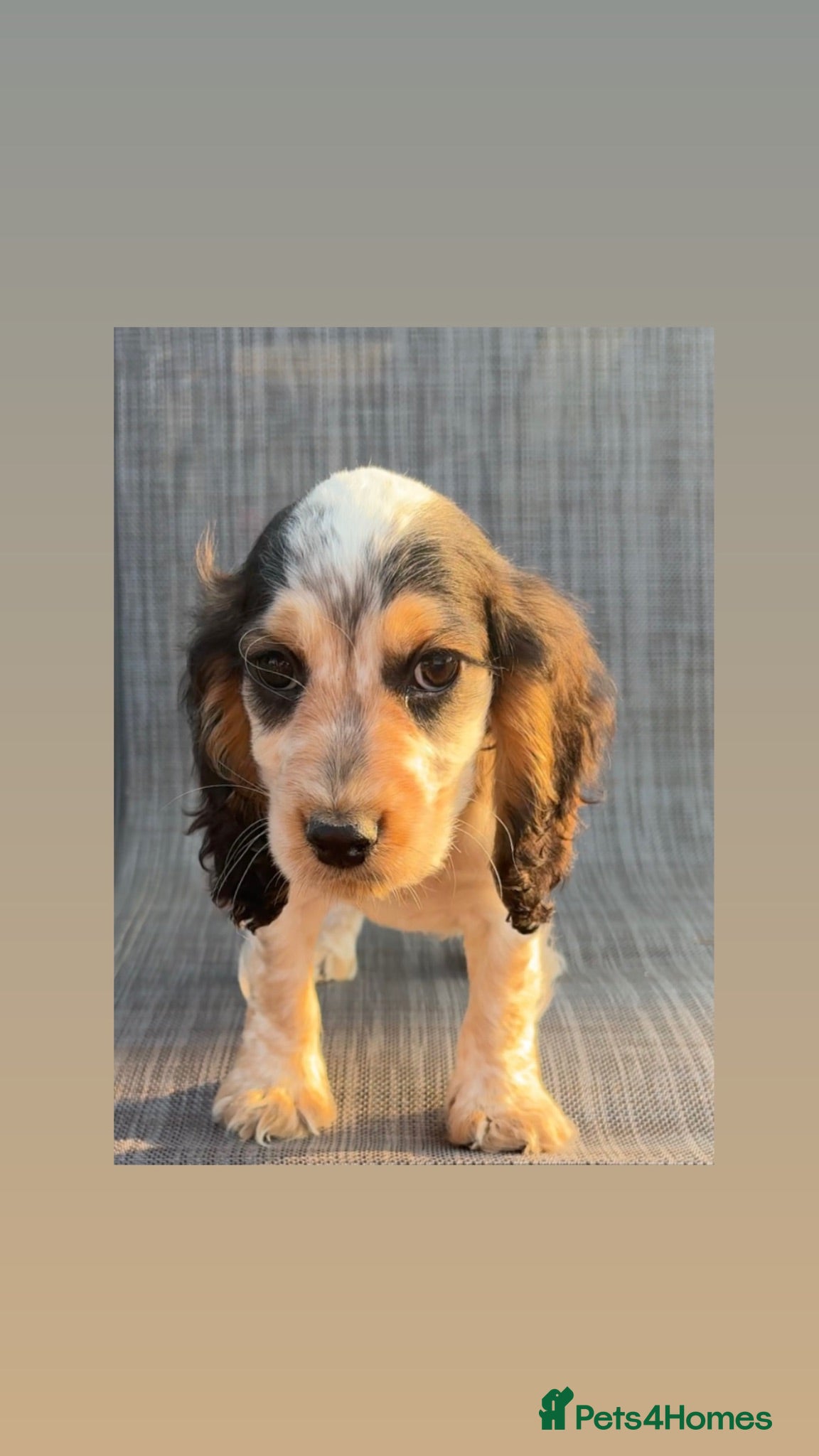 Cocker Spaniel dogs Cocker Spaniel Puppies🐾🐶 - Advert 1
