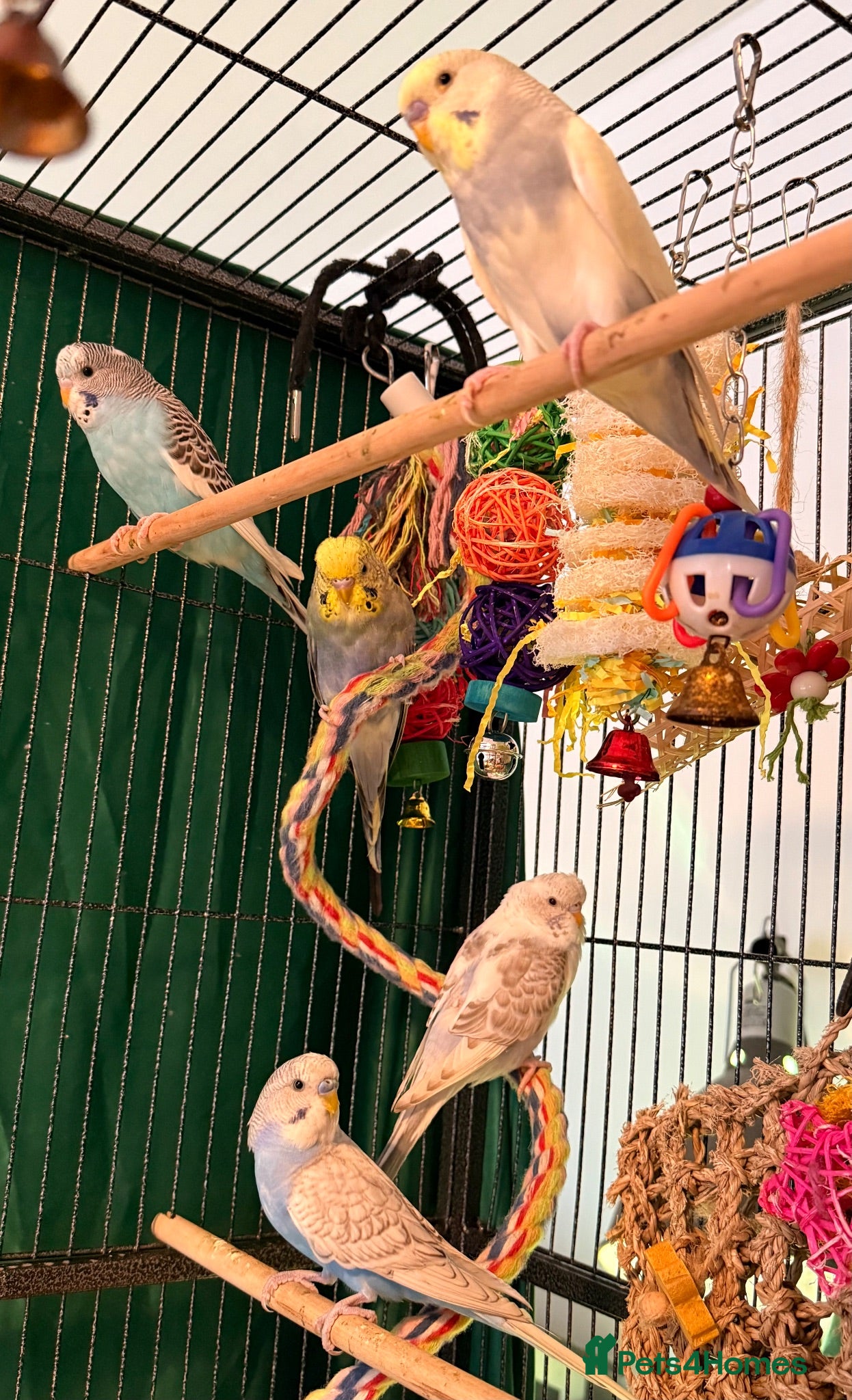 Budgerigars birds Budgies baby budgies available  Wa7  area   - Advert 1