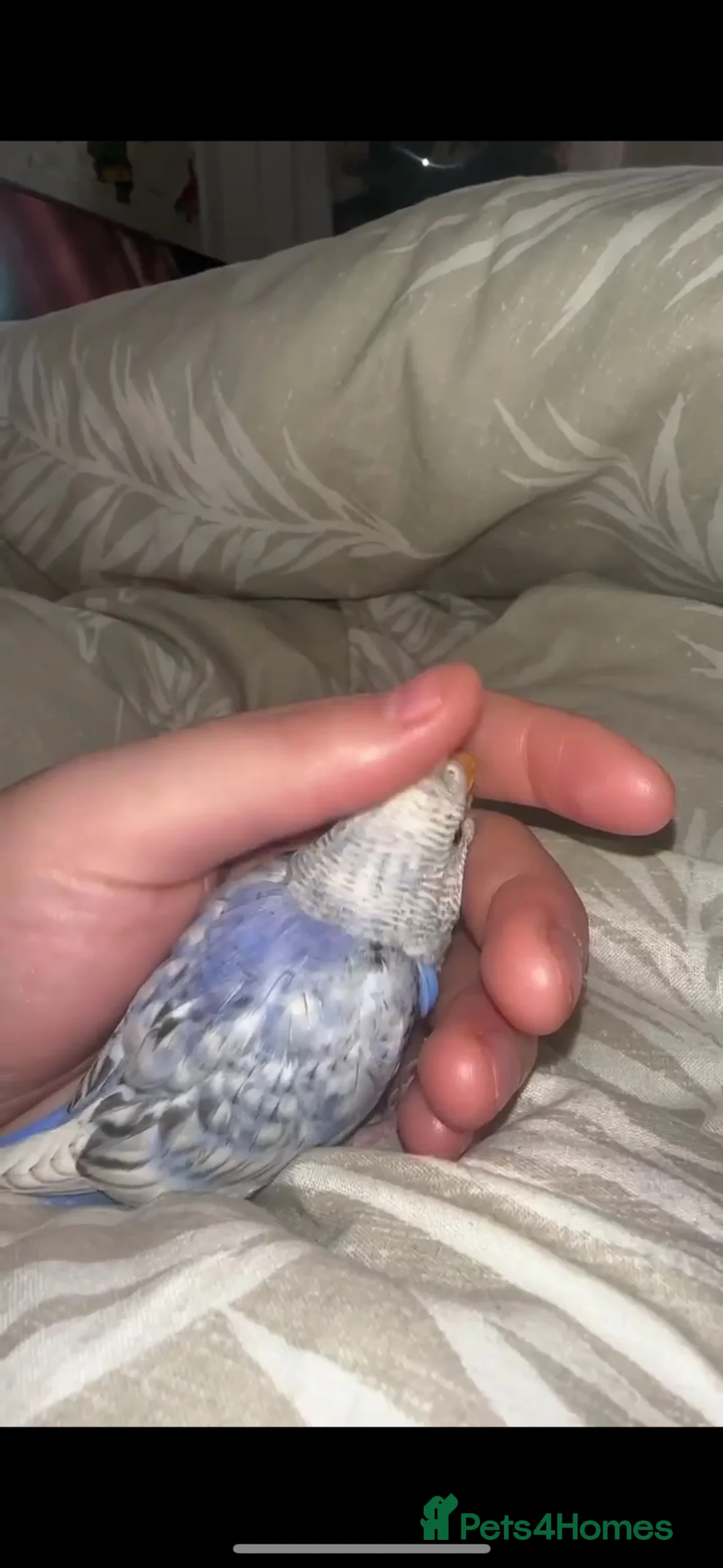 Lovebirds birds for sale: 2 breeding love birds & 2 breeding budgies - Advert 3