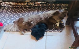 Pomeranian dogs for sale: Perfect poms - Image 9