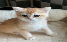 British Shorthair cats for sale: GCCF reg BSH Chocolate and Black Golden Kittens in London - Image 30