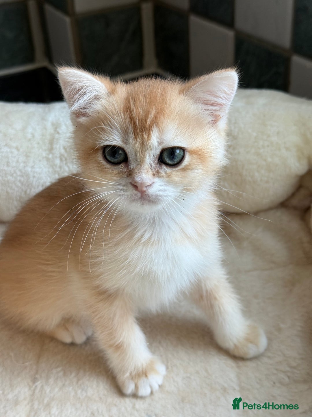 British Shorthair cats for sale: GCCF reg BSH Chocolate and Black Golden Kittens in London - Image 30