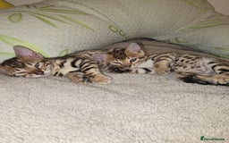 Bengal cats for sale: Bengal Kittens  - Image 3