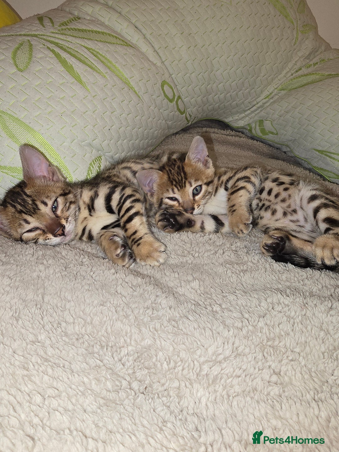 Bengal cats for sale: Bengal Kittens  - Image 3