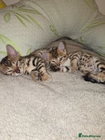 Bengal cats - Advert 13