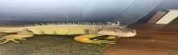 Iguana reptiles for sale: Green Iguana - Advert 2