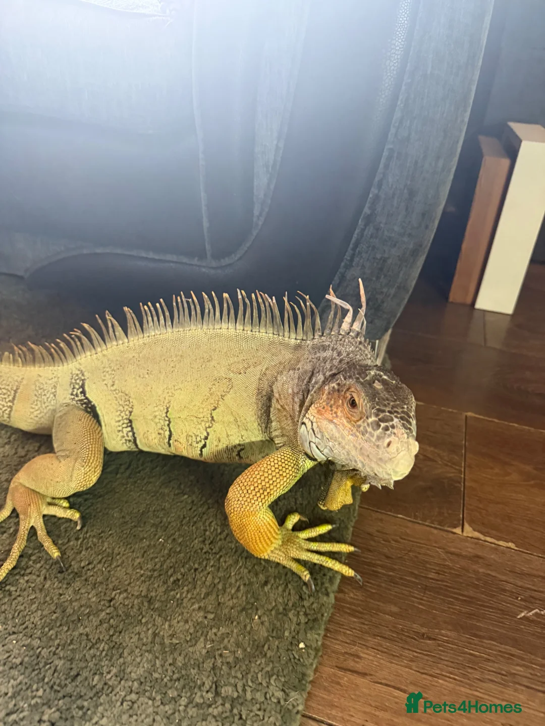 Iguana reptiles for sale: Green Iguana - Advert 2