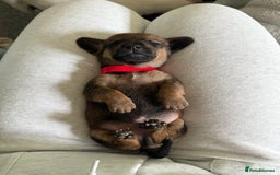 Mixed Breed dogs for sale: 🐾🤎 Adorable Dachshund Cross Puppies  - Image 18