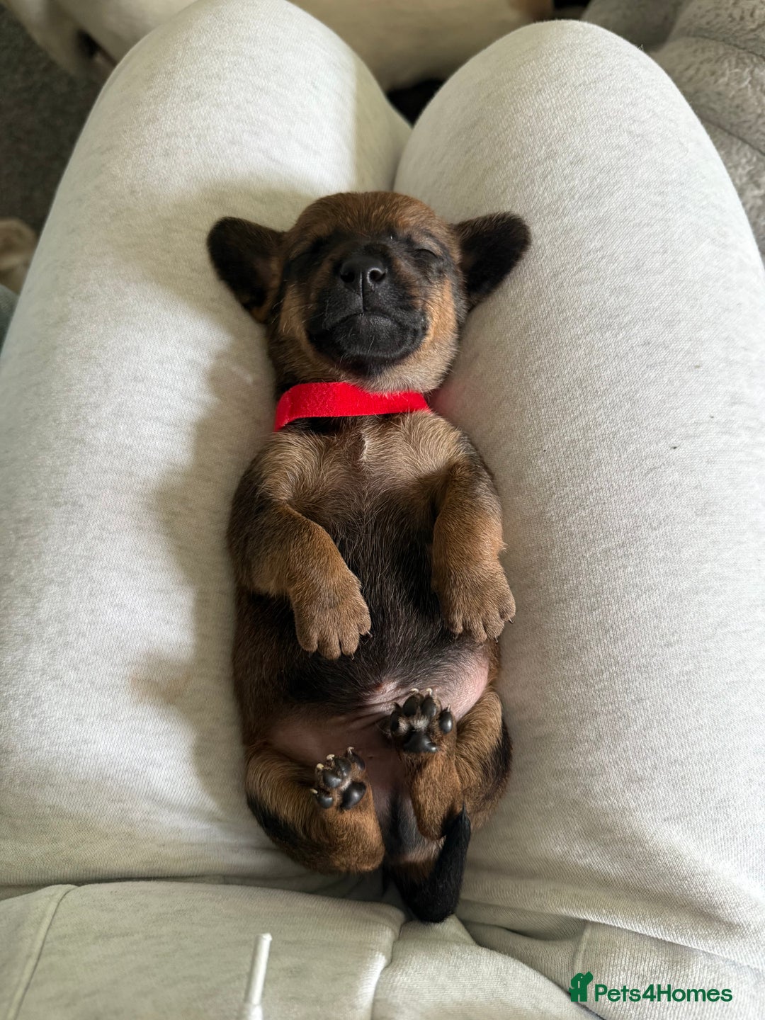 Mixed Breed dogs for sale: 🐾🤎 Adorable Dachshund Cross Puppies  - Image 18