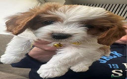 Cavapoo dogs for sale: Beautiful Cavapoo F2 puppies  for sale - Image 13