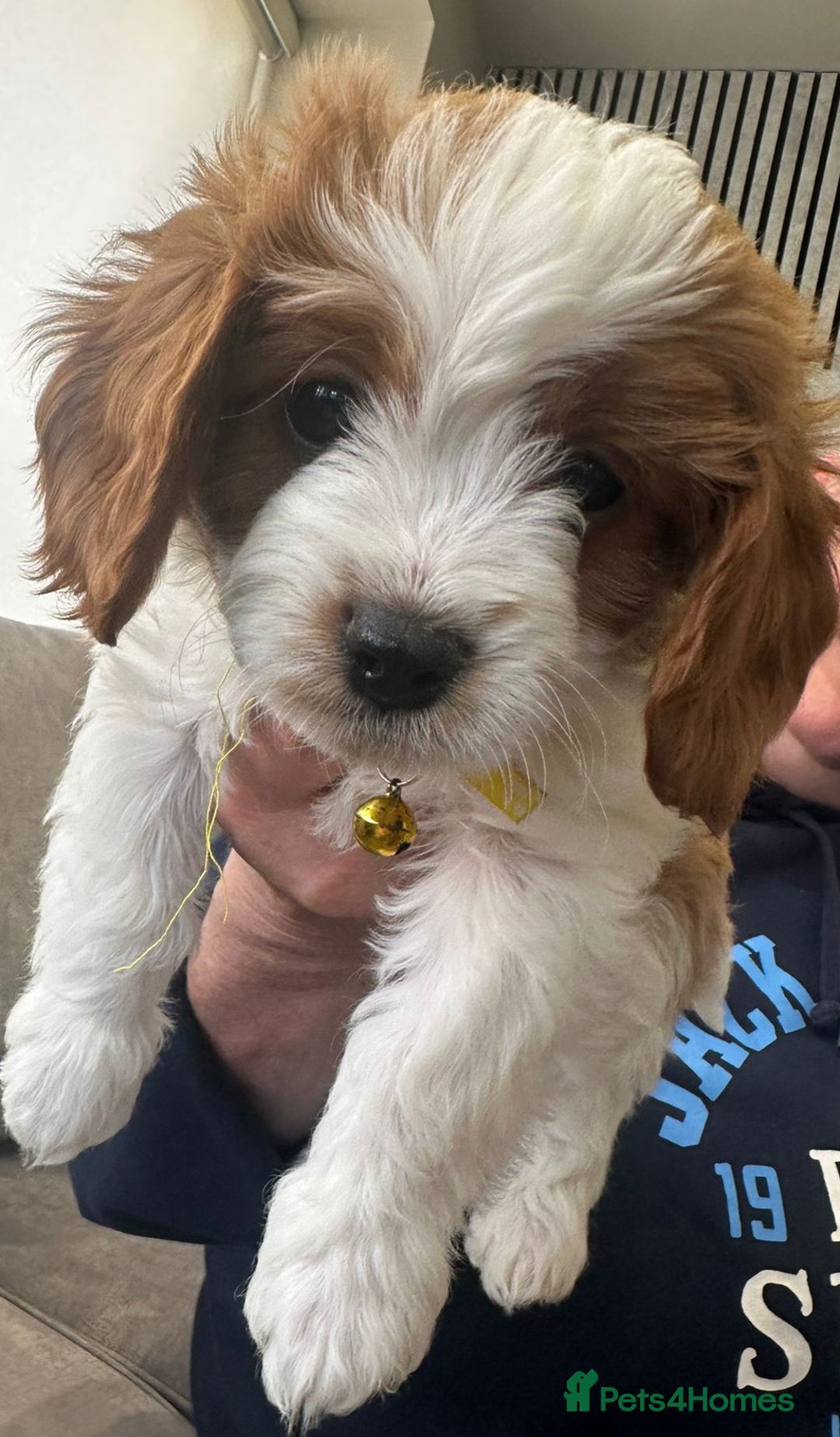 Cavapoo dogs for sale: Beautiful Cavapoo F2 puppies  for sale - Image 13