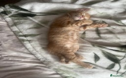 Mixed Breed cats for sale: 3 mixed male kittens for sale - Image 3