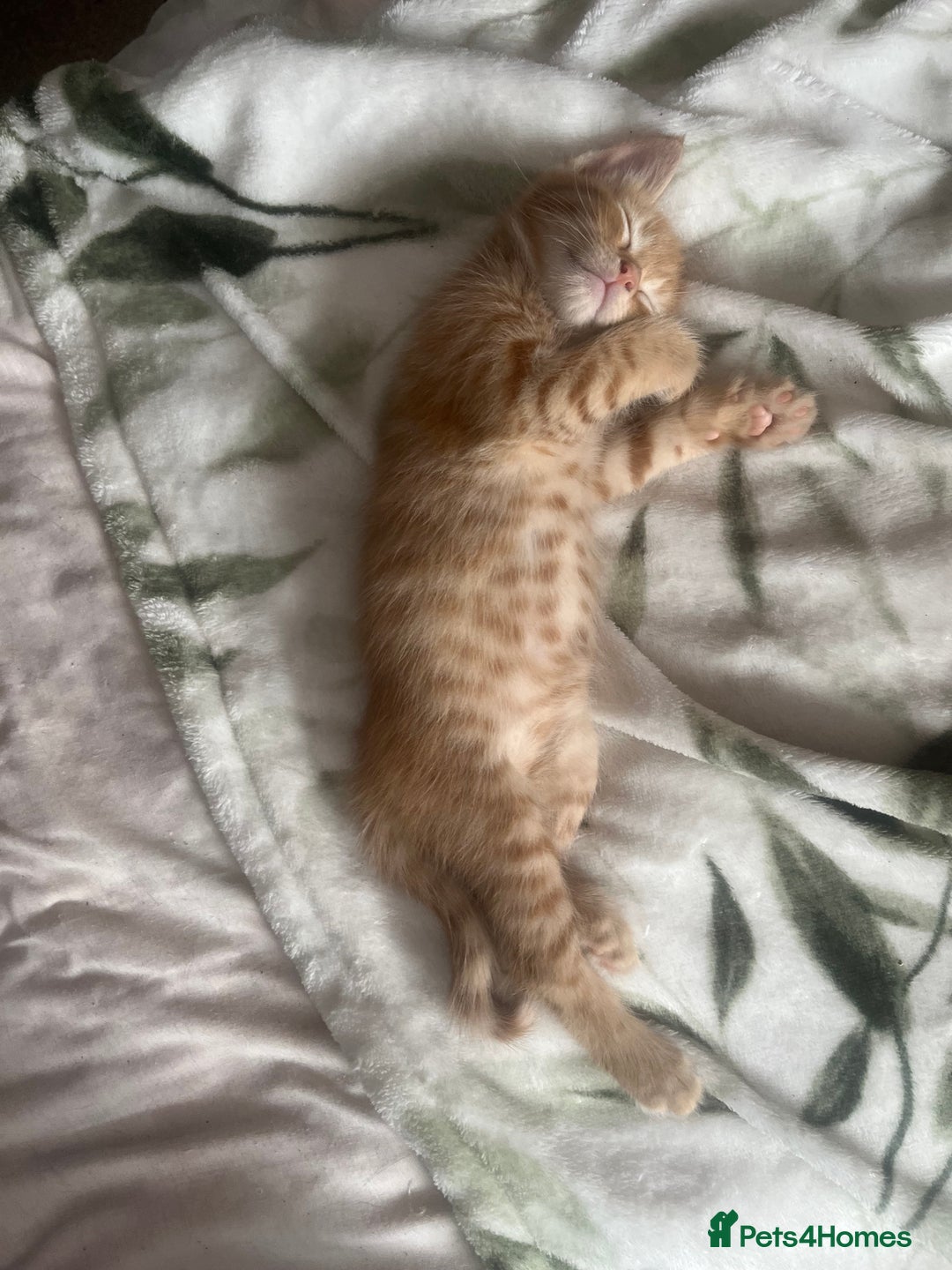 Mixed Breed cats for sale: 3 mixed male kittens for sale - Image 3
