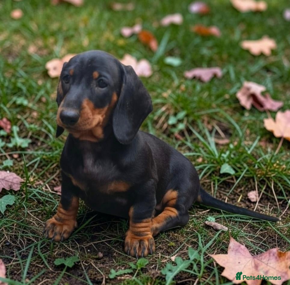 Dachshund dogs Champion Bloodline Standard Dachshund - Advert 1