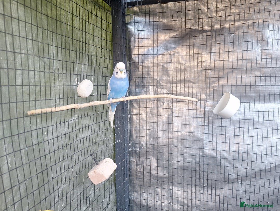 Budgerigars birds for sale: budgies for sale birmingham. - Image 4