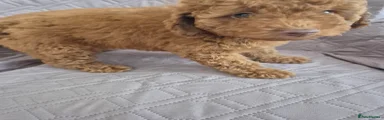 Cockapoo 5