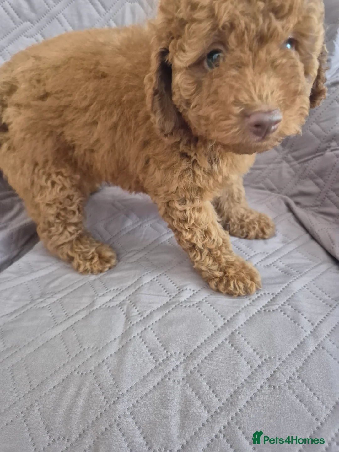 Cockapoo dogs for sale: Stunning F1B cockpoo puppy's  - Advert 2