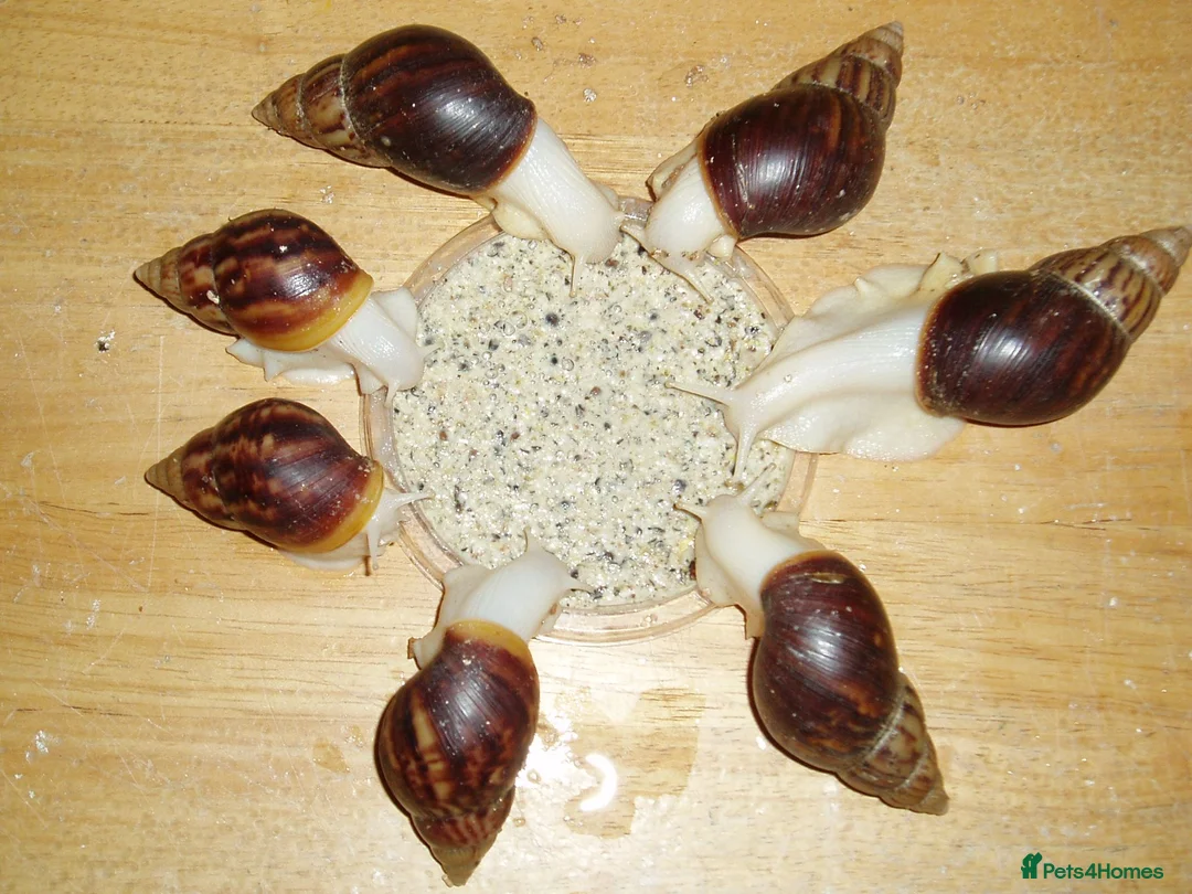 Snails invertebrates for sale: JADE GIANT AFRICAN LAND SNAILS - Advert 3