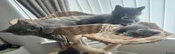 British Shorthair cats for sale: British shorthair kittens domestic  - Advert 7