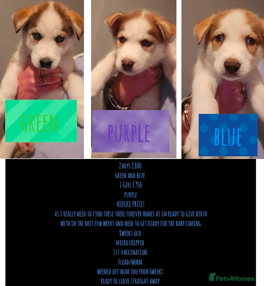 Siberian Husky dogs for sale: Husky puppies  - Advert 2