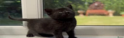 Mixed Breed cats for sale: Stunning Sheba female kitten - Advert 14