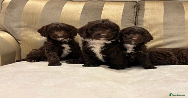 Cockapoo dogs - Advert 8