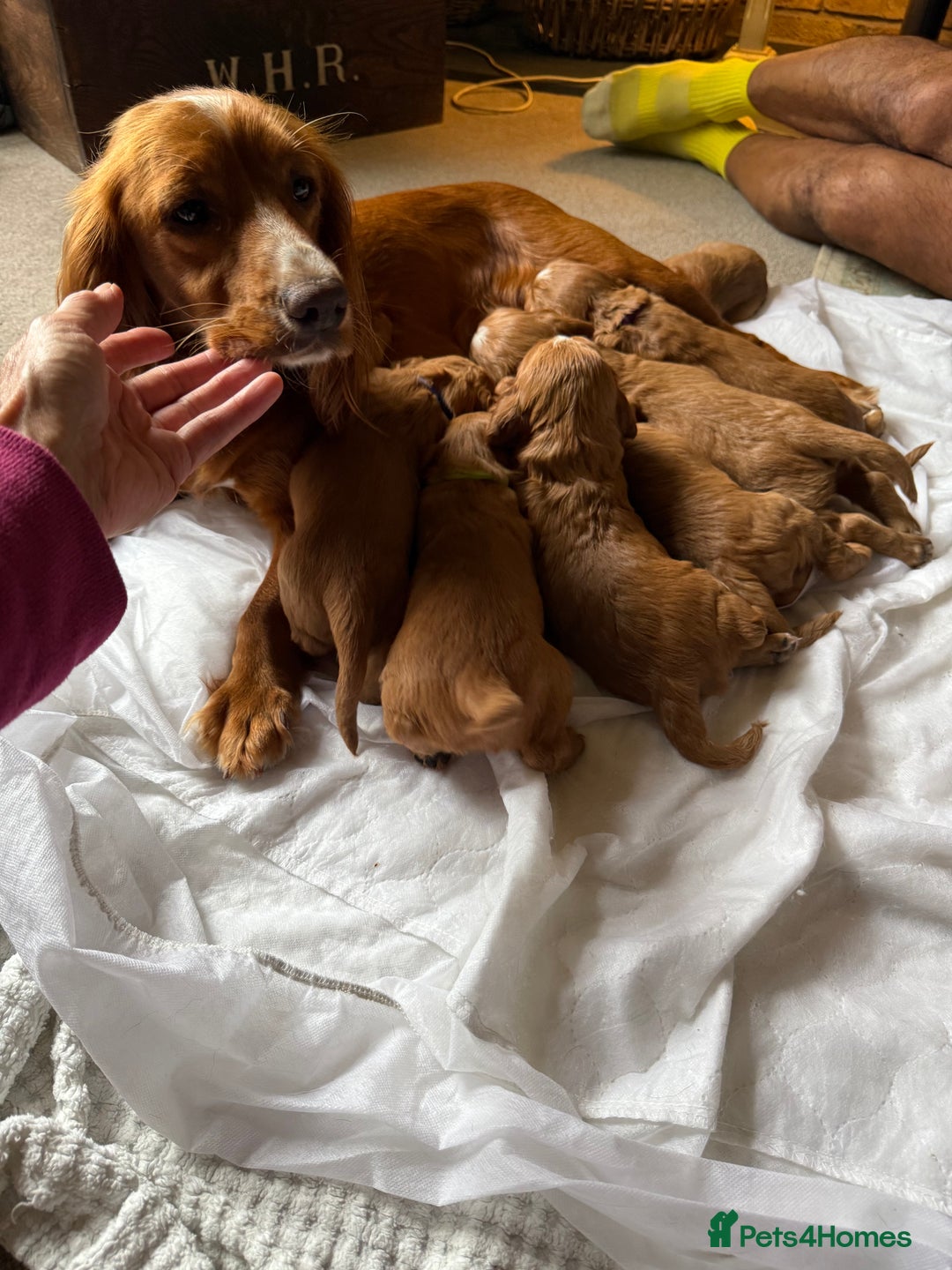 Cocker Spaniel dogs for sale: Working cocker spaniels (red)  - Image 7