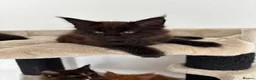 Maine Coon cats for sale: 7 adorable Pure Bred Mainecoon - Advert 5