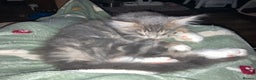 Maine Coon cats for sale: Full Maine Coon Kittens Ready Now - Advert 23