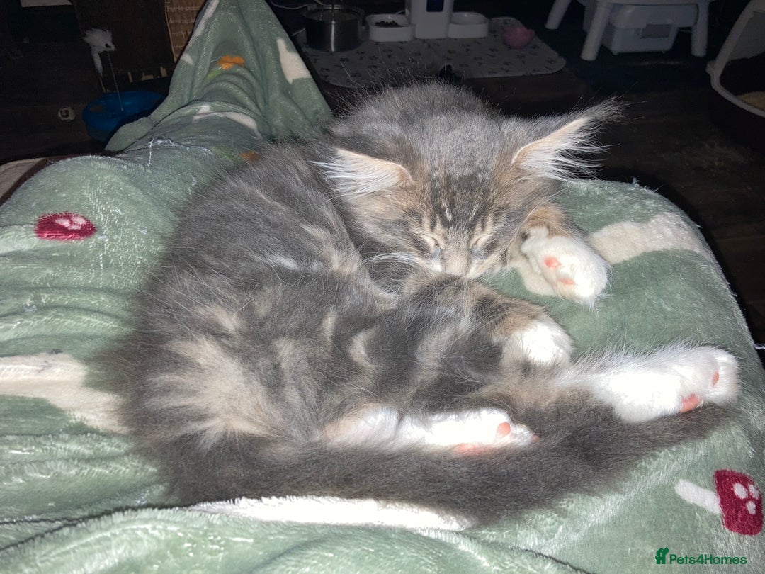 Maine Coon cats for sale: Full Maine Coon Kittens Ready Now - Advert 23