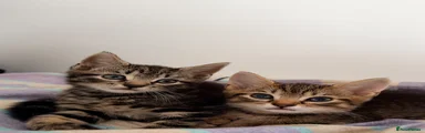 Domestic Shorthair 1