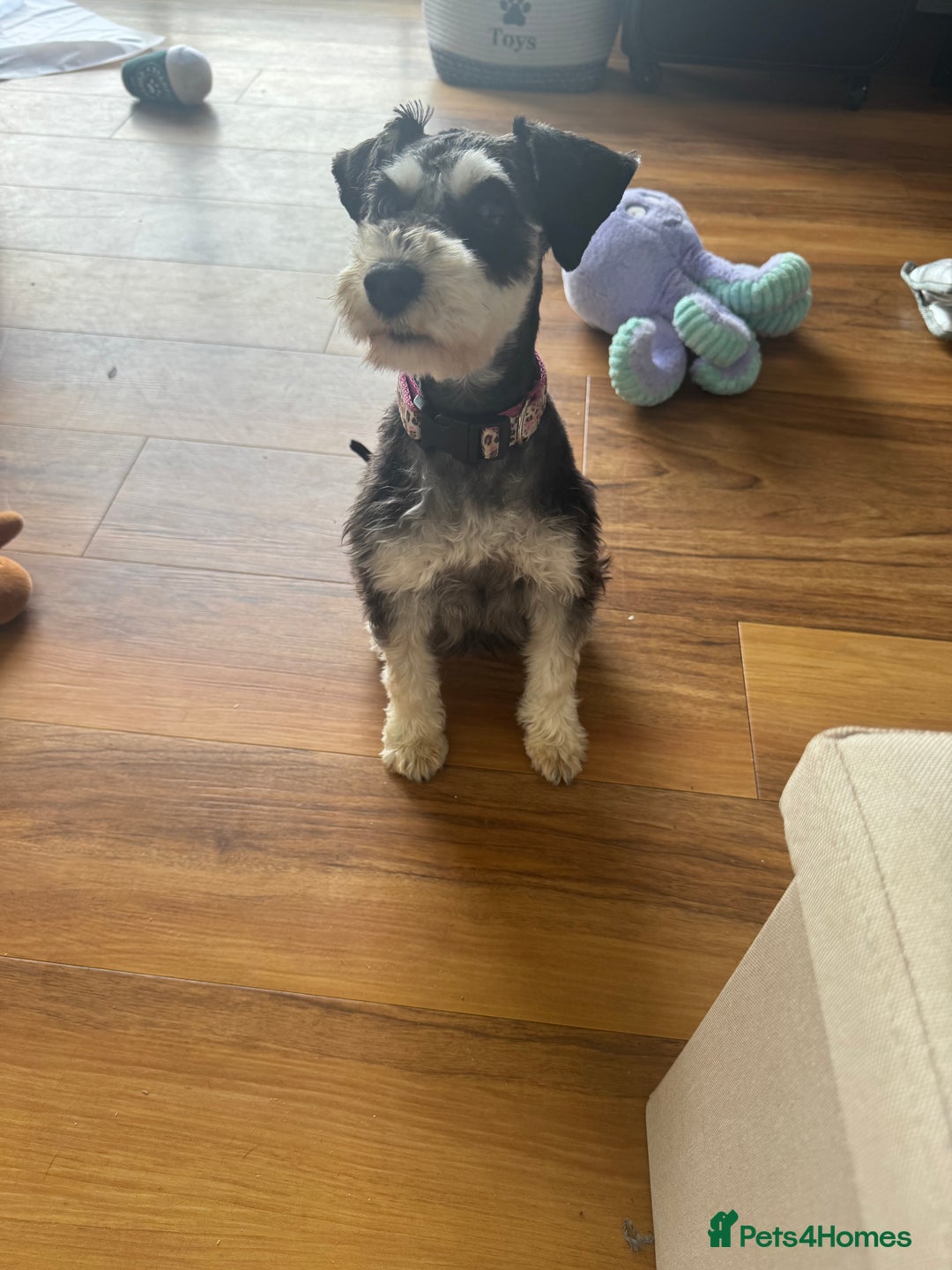 Miniature Schnauzer dogs for sale: Absolutely stunning girl 18months old  - Advert 6