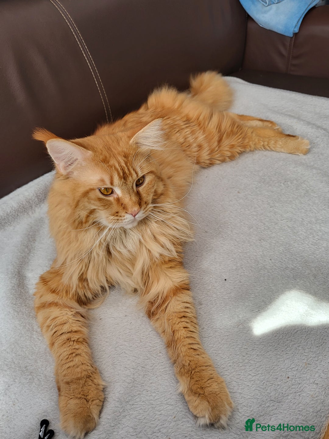 Maine Coon cats for stud: Maine coon for stud  in Southampton - Advert 4