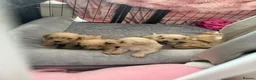 Mixed Breed dogs for sale: Cavacoton poo puppies - Advert 3