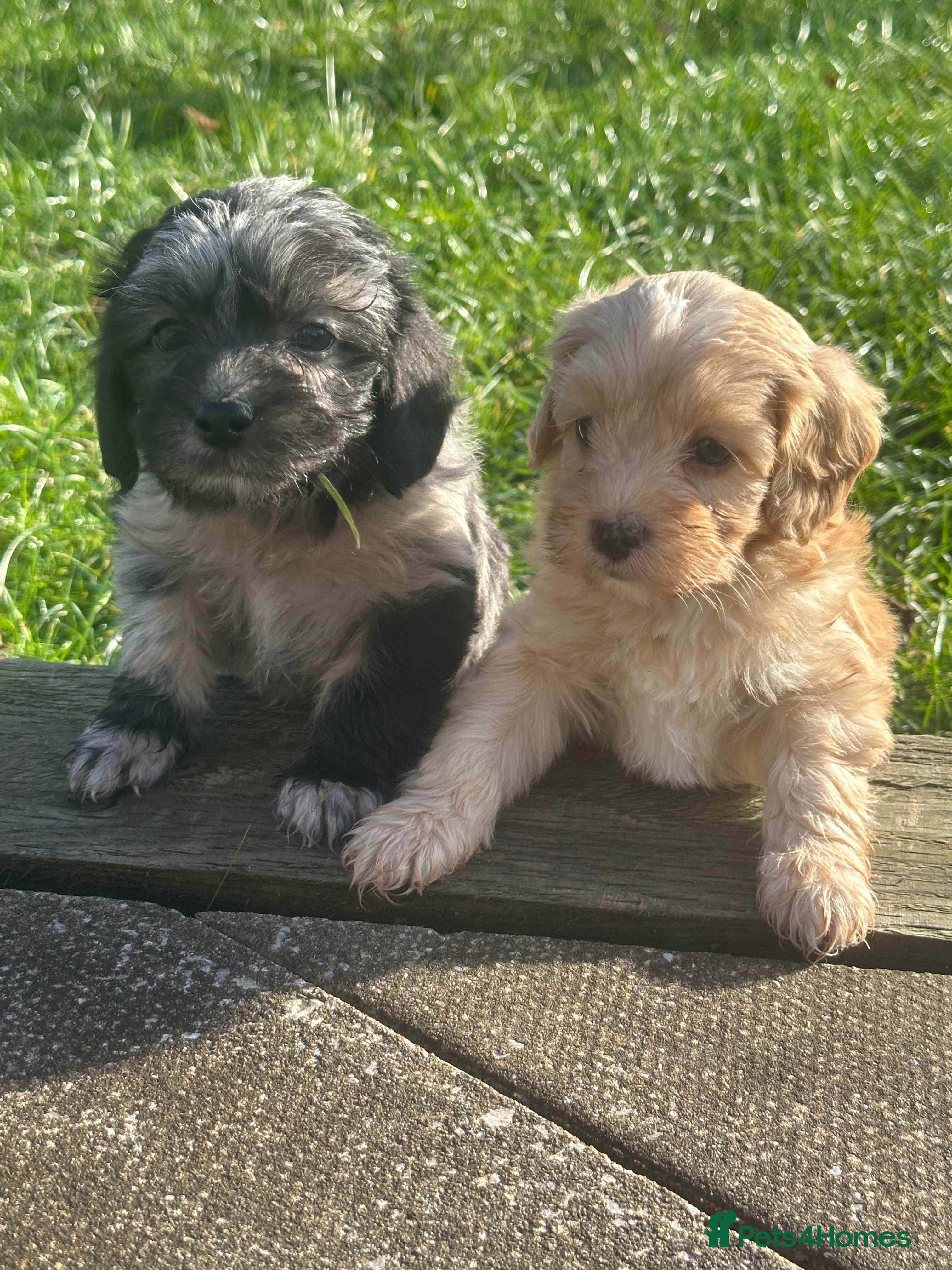 Mixed Breed dogs Cavapoo Beagle x Miniature Poodle  - Advert 1
