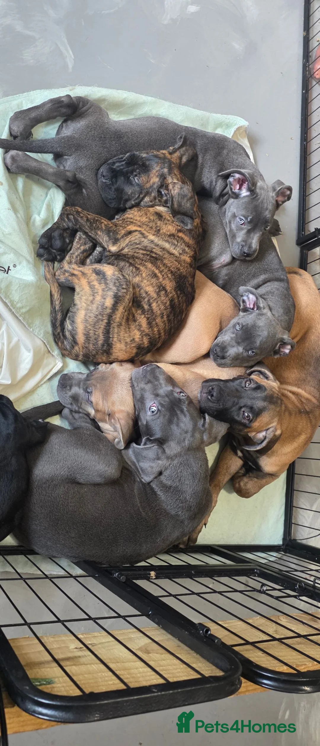 Cane Corso dogs for sale: Cane Corso Puppies - Advert 1