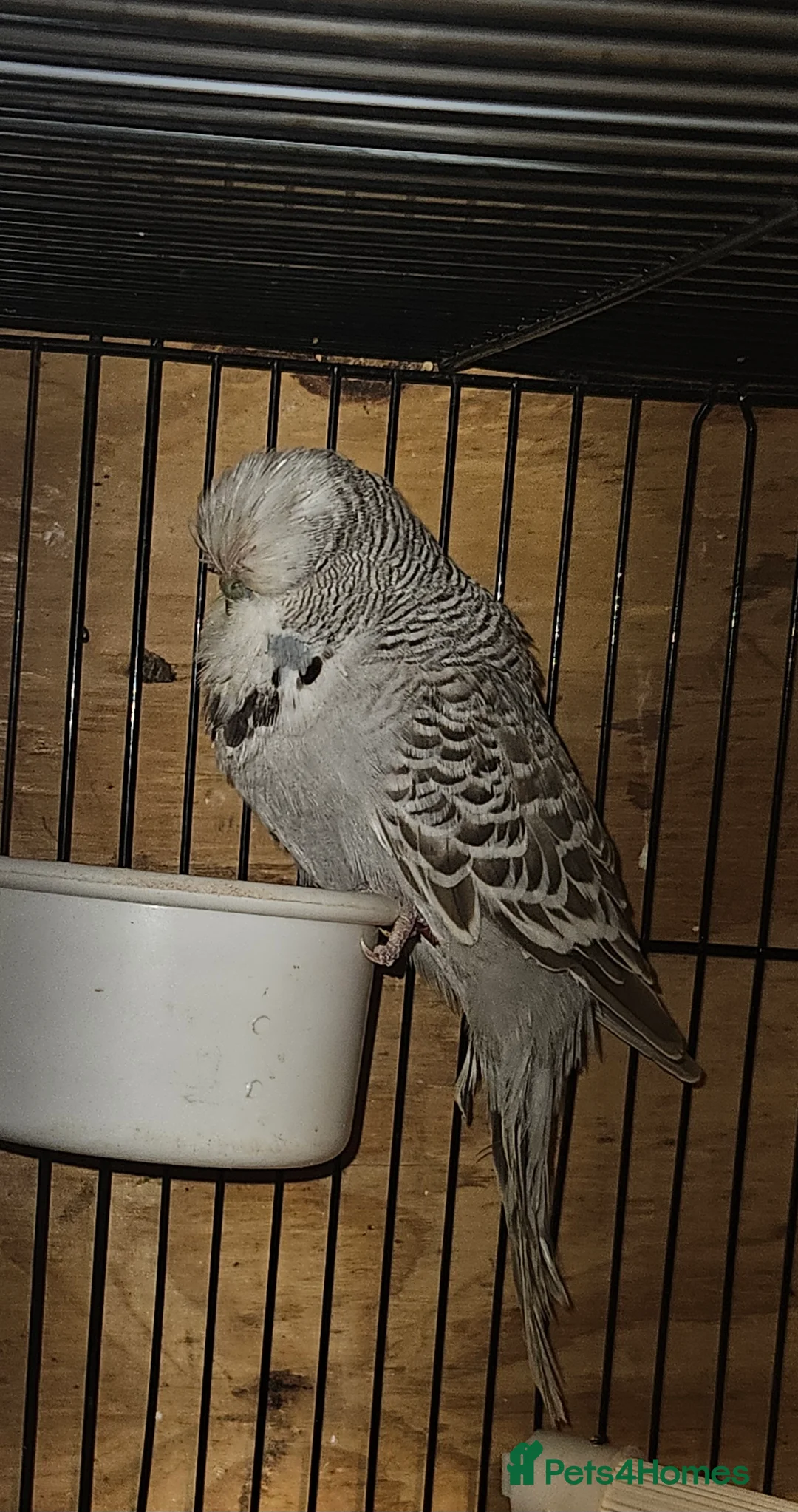 Budgerigars birds for sale: Budgies - Advert 11